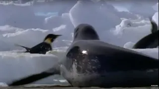 Emperor Penguins Vs Leopard Seal | Attenborough: The Blue Planet | BBC Earth