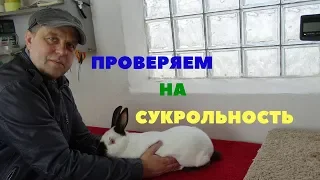 Как проверить крольчиху на беременность (сукрольность) с помощью пальпации