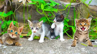 Kittens climb high - learn about newborn kittens - cats meow
