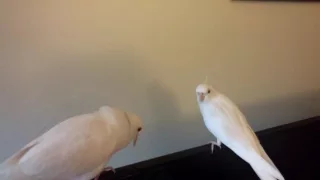 Pidge shows her dove love to her cockatiel boyfriend