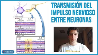 El proceso de transmisión del impulso nervioso entre las neuronas