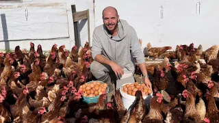 How many eggs did I collect from 800 chickens in 1 day?