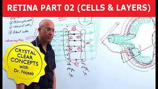 Retina | Cells and Layers | Part 2