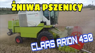 Polskie żniwa pszenicy ✔ Claas Dominator 150 & Dwa ciągniki 🚜 CLAAS ARION 430 & Zetor Forterra 115🎬