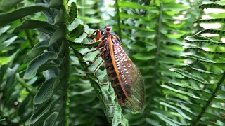 Cicada “scream”