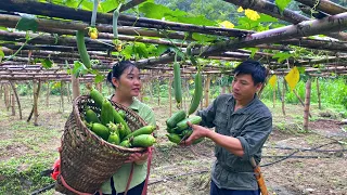 Together Harvesting Luffa and Bringing It to the Market to Sell. Bathing the pigs