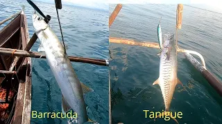 Tangigue, Barracuda,,Catch and Cook,,kinilaw na Tangigue..