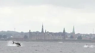 The Great Tuna over Kronborg In Denmark