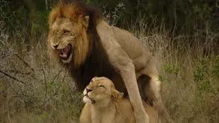 Lions Mating in full view