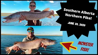 The First Rule of Fight Club - Alberta Pike Fishing June 2020