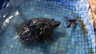 Turtle hunting crabs !! 🐢🦀 (audio in spanish)