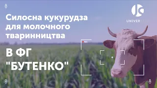 Силосна кукурудза для молочного тваринництва в ФГ "Бутенко"