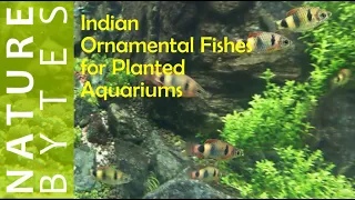 Aquarium Fish From India | Planted Aquarium Fish| Indian Ornamental Fish