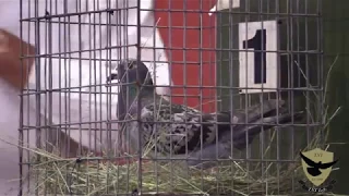 South African Pigeon Smashes Record Selling For 1.1million