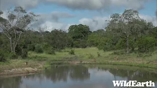 WildEarth - Sunrise Safari - 19 February 2022