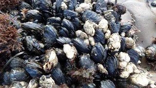 Facts: California Mussels
