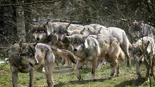 Introduction To Wolfpack