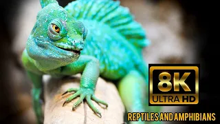 8K HDR 60fpsReptile world