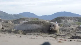 Female elephant seal resting in breeding season