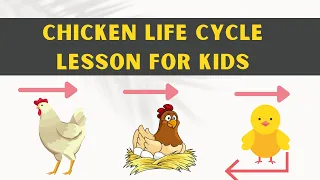 The complete life cycle of a chicken lesson for kids