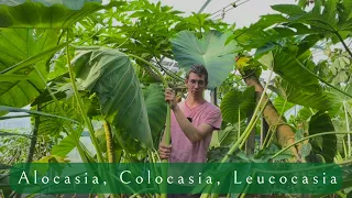 Differences between Leucocasia, Colocasia and Alocasia 🌱