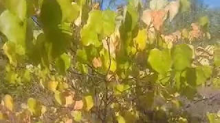 Церсис канадский -самый красивый азотофиксирующий кустарник дал семена