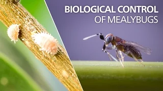 Biological control of mealybugs - Anagyrus vladimiri