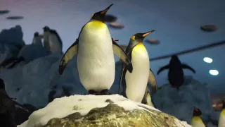 Tenerife Loro Parque Penguins