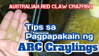 Tips sa Pagpapakain ng ARC Craylings,ARC Backyard Farming