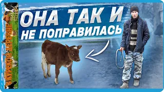 минус теленок, что показало вскрытие, и очередное пополнение в хозяйстве, @ Dr. Vadim Pryadko