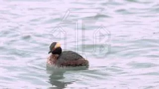 Horned Grebe, Podiceps auritus swimming, preening, diving