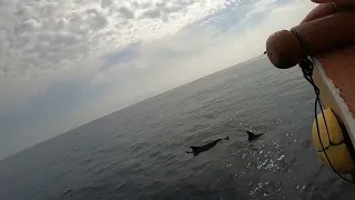 Best Maldives Dolphin Trip ever at Adaaran Select Meedhupparu