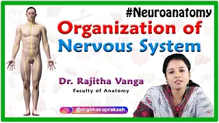 Organization of Nervous System - Neuroanatomy