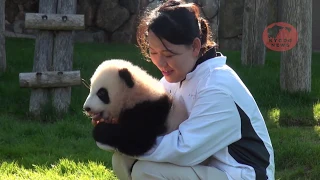 Panda cub Saihin at Adventure World in Japan