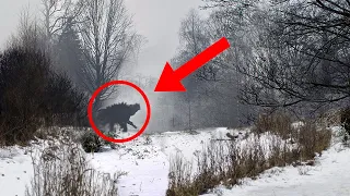 10 Most Horrible Things Scientists Discovered In The Chernobyl Forest!