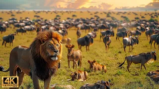 4K African Wildlife: The World's Greatest Migration from Tanzania to Kenya With Real Sounds #30