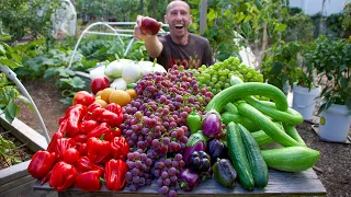 Wonderful Fall Garden Harvest, Sustainable Backyard Gardening