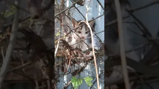 Rescue a poor little kitten trap at barbed wire