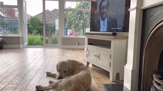 Opera Dog singing with Pavarotti and Bryan Adams - O Sole Mio