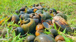 amazing videos fishing ! a fisherman skill catch snail clams a lots in field by best hand today