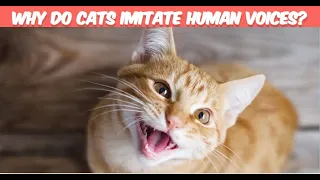 Mimic Masters: Why Cats Imitate Human Voices