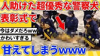 【2ch動物スレ】人を何度も助けている有能警察犬、大事な時に甘えてしまうｗｗｗｗｗｗｗｗ