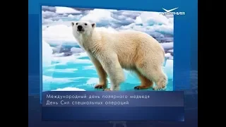 Международный день полярного медведя. Календарь губернии от 27 февраля