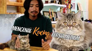 KUCING PERSIA MEDIUM