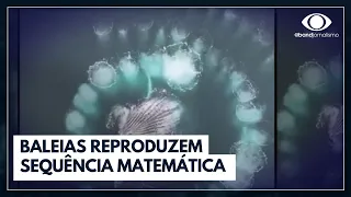 Baleias reproduzem sequência matemática de Fibonacci com bolhas | Jornal da Band