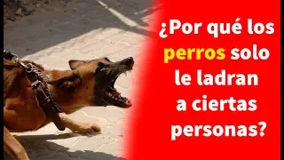 ¿Por qué los perros solo le ladran a ciertas personas?