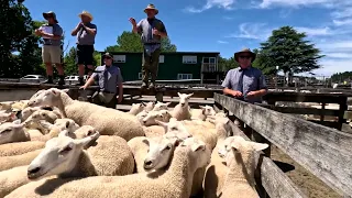 Overview of New Zealand's largest ever Wiltshire sale in 2024 with 5000 shedding sheep for sale.