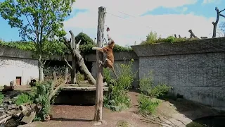 Amur Tiger Climbing Pole for Food at Copenhagen Zoo - 03/05/23