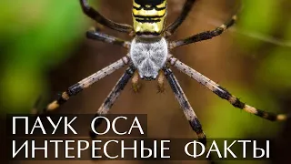 Паук Оса - интересные факты