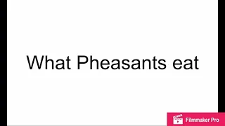 What Pheasant eat